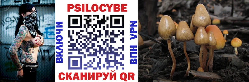 Псилоцибиновые грибы Psilocybe  Ессентуки 